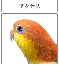BIRD SHOP TEN 東京へのアクセス