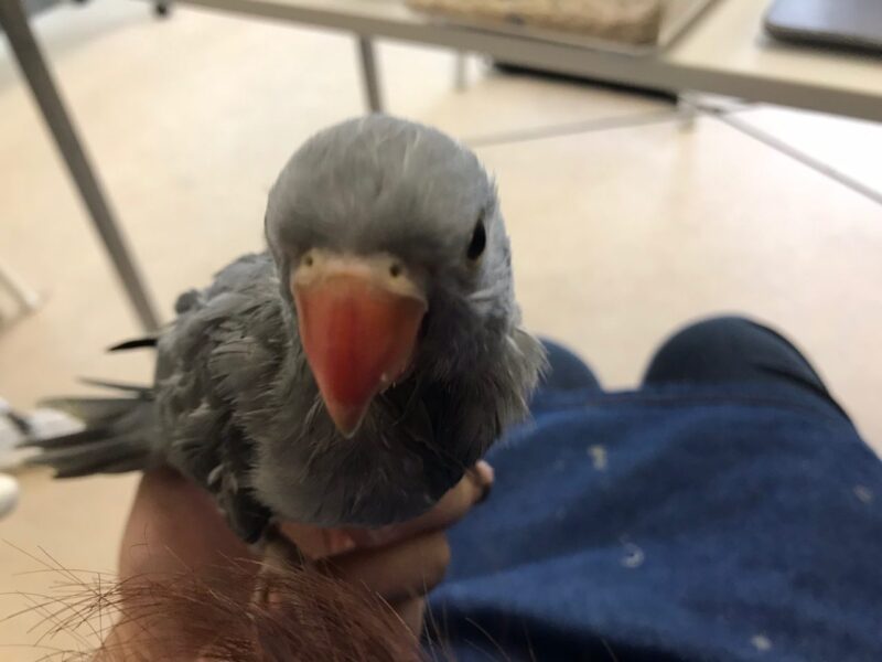 ワカケホンセイインコ ヒナ 小鳥店 インコ オウム 小鳥 Bird Shop Ten 東京