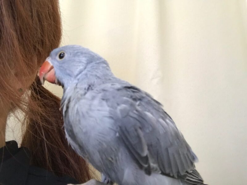 ワカケホンセイインコ ヒナ 小鳥店 インコ オウム 小鳥 Bird Shop Ten 東京