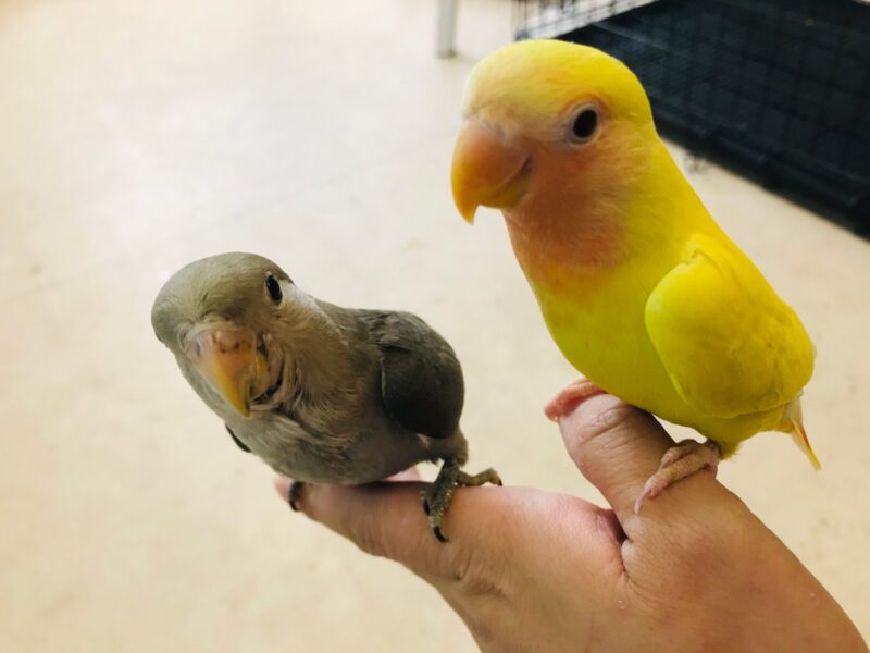 鳥の紹介 小鳥店 インコ オウム 小鳥 Bird Shop Ten 東京