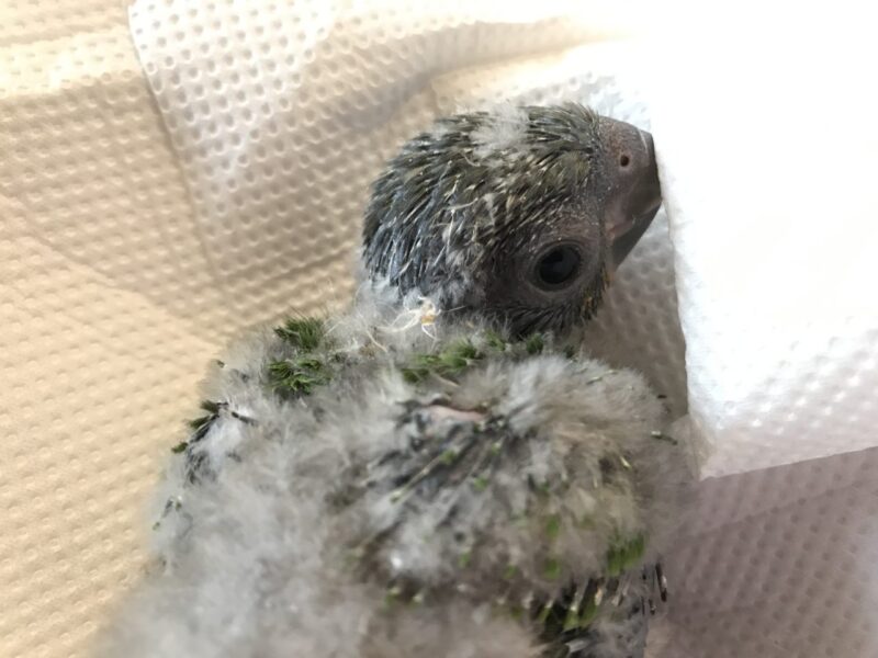 ナガ ズ インコ ハネ アカ