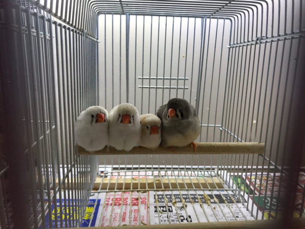 錦華鳥 キンカチョウ 小さなフィンチ 小鳥店 インコ オウム 小鳥 Bird Shop Ten 東京