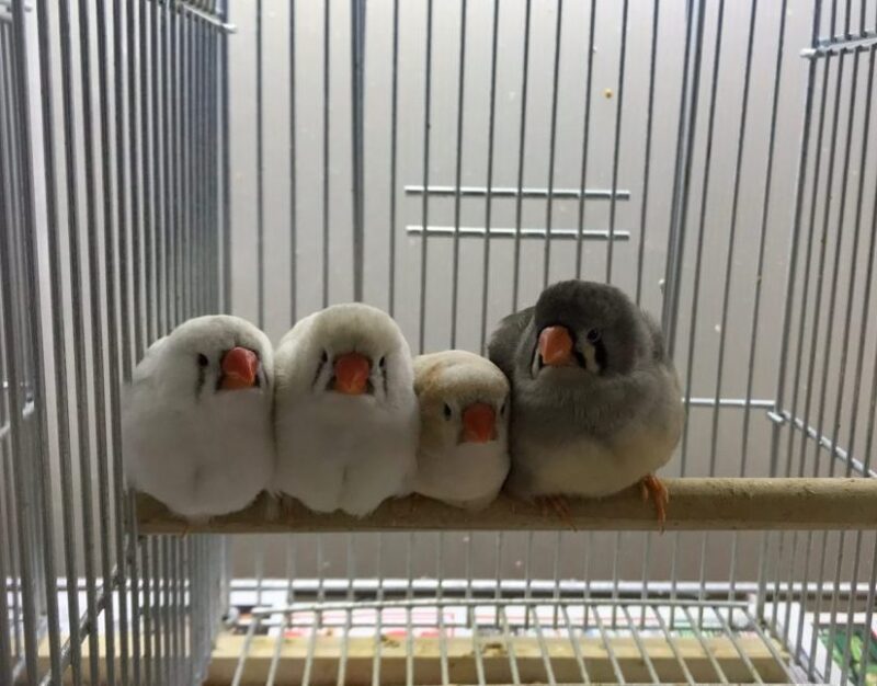 錦華鳥 キンカチョウ 小さなフィンチ 小鳥店 インコ オウム 小鳥 Bird Shop Ten 東京