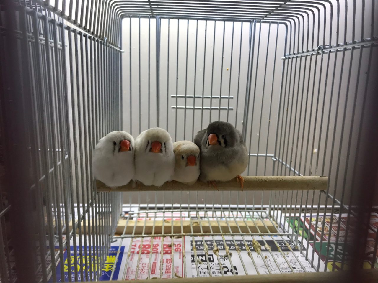 錦華鳥−キンカチョウ−小さなフィンチ | 小鳥店（インコ