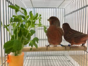 ブロンズカナリア