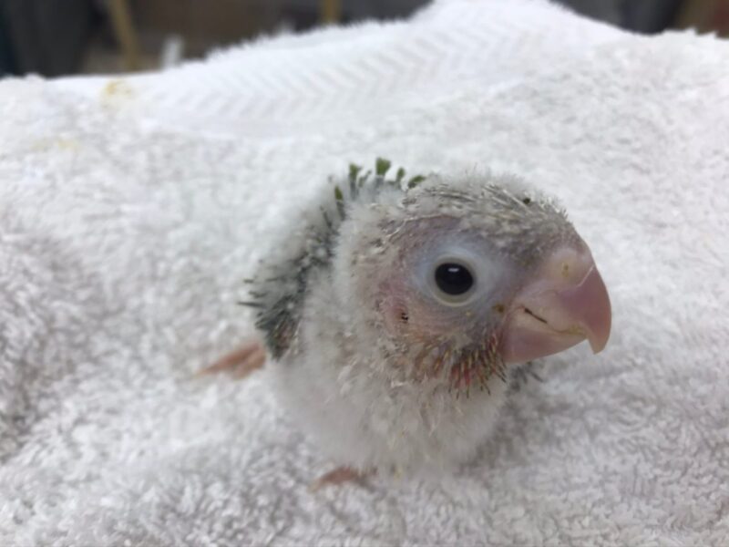 ウロコインコヒナ 解禁 012 小鳥店 インコ オウム 小鳥 Bird Shop Ten 東京