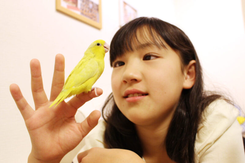小鳥店 インコ オウム 小鳥 Bird Shop Ten 東京