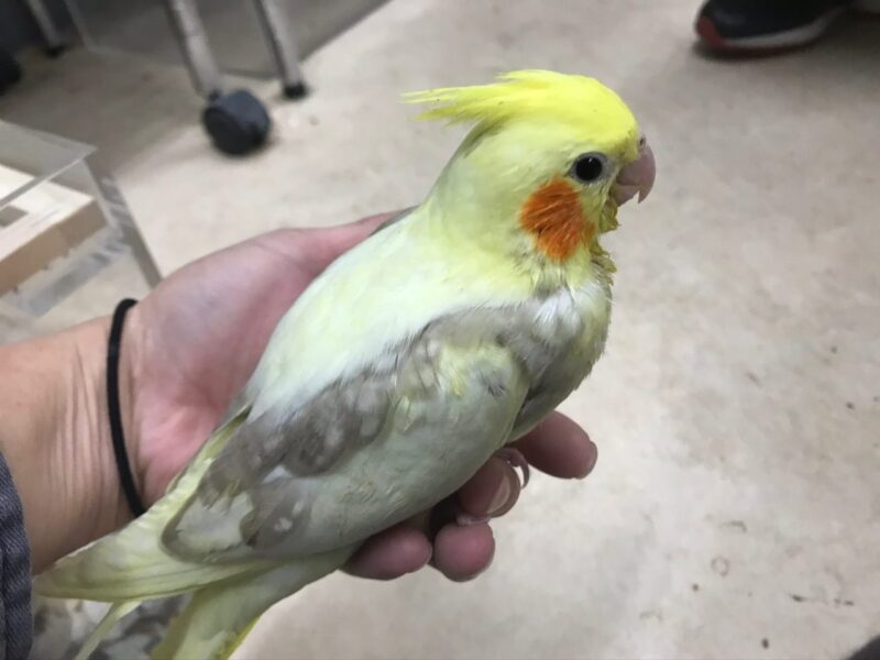 パイド オカメインコ