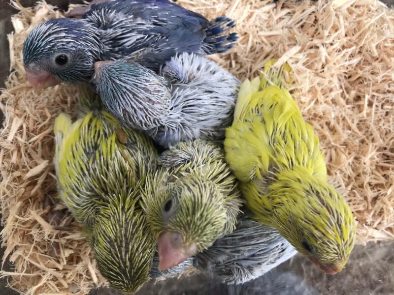 シロハラインコヒナ 国産 マメルリハヒナ 大型セキセイ 小鳥店 インコ オウム 小鳥 Bird Shop Ten 東京