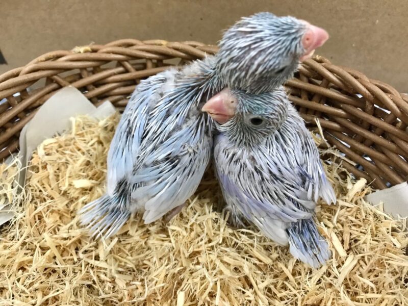 シロハラインコヒナ 国産 マメルリハヒナ 大型セキセイ 小鳥店 インコ オウム 小鳥 Bird Shop Ten 東京