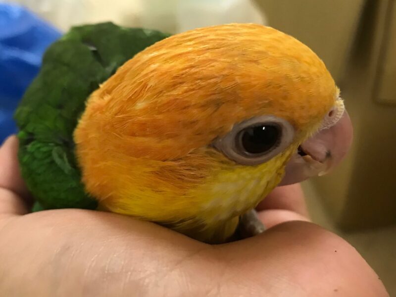 シロハラインコヒナ 国産 マメルリハヒナ 大型セキセイ 小鳥店 インコ オウム 小鳥 Bird Shop Ten 東京