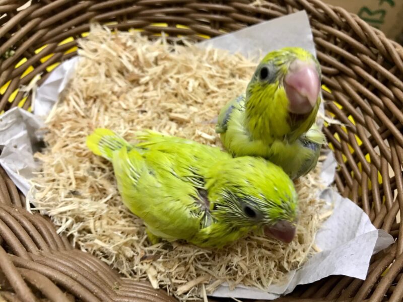 シロハラインコヒナ 国産 マメルリハヒナ 大型セキセイ 小鳥店 インコ オウム 小鳥 Bird Shop Ten 東京