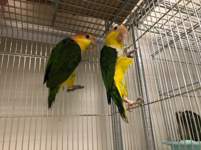 シロハラインコ続々 小鳥店 インコ オウム 小鳥 Bird Shop Ten 東京