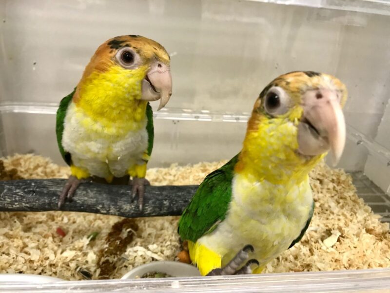 シロハラインコ続々 小鳥店 インコ オウム 小鳥 Bird Shop Ten 東京