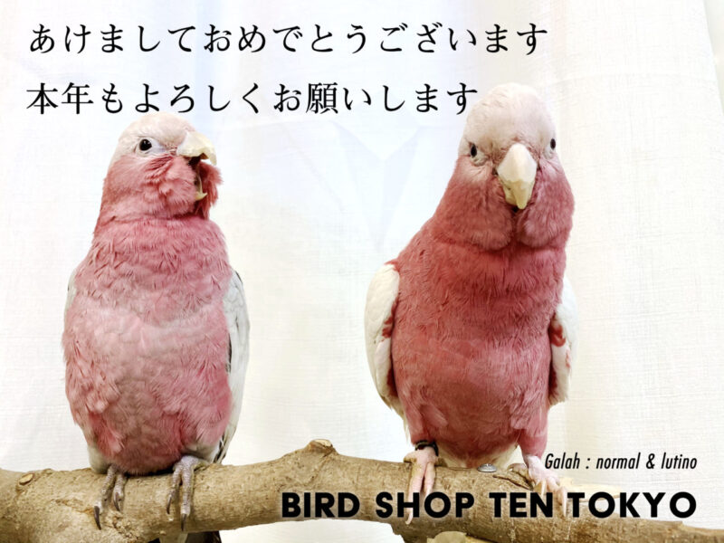 あけましておめでとうございます モモイロインコ 小鳥店 インコ オウム 小鳥 Bird Shop Ten 東京