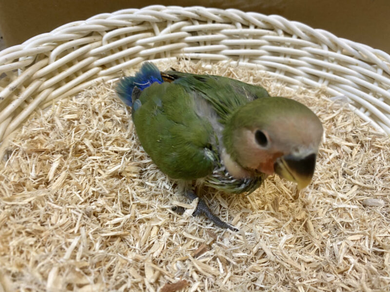 コザクラインコ特集 ヒナちゃん入荷状況 小鳥店 インコ オウム 小鳥 Bird Shop Ten 東京