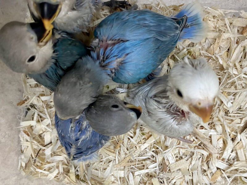 お知らせ 入荷情報 小鳥店 インコ オウム 小鳥 Bird Shop Ten 東京