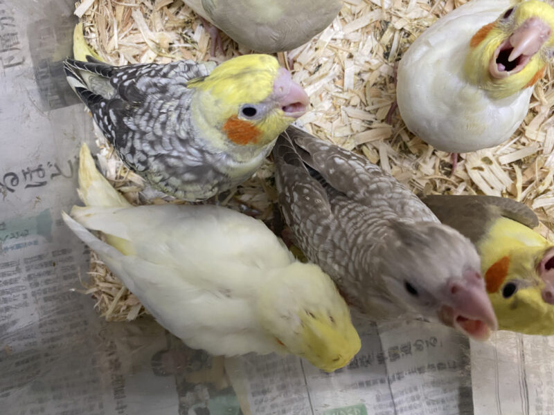 お知らせ 入荷情報 小鳥店 インコ オウム 小鳥 Bird Shop Ten 東京