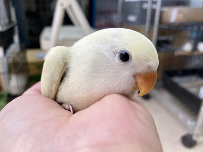 お知らせ 入荷情報 小鳥店 インコ オウム 小鳥 Bird Shop Ten 東京