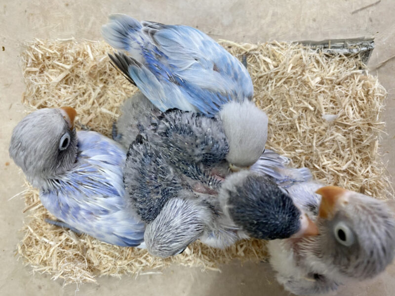 お知らせ 入荷情報 小鳥店 インコ オウム 小鳥 Bird Shop Ten 東京