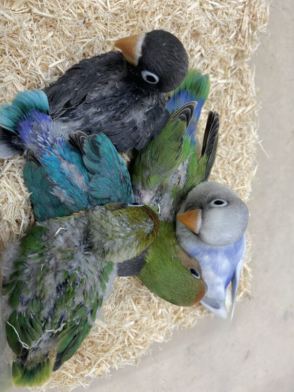 お知らせ 入荷情報 小鳥店 インコ オウム 小鳥 Bird Shop Ten 東京