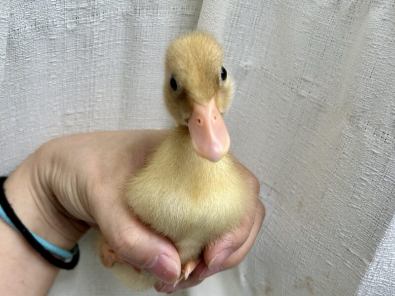 コールダックヒナ 20230820 | 小鳥店(インコ、オウム、小鳥 コールダックヒナ 20230820 | 小鳥店(インコ、オウム、小鳥
