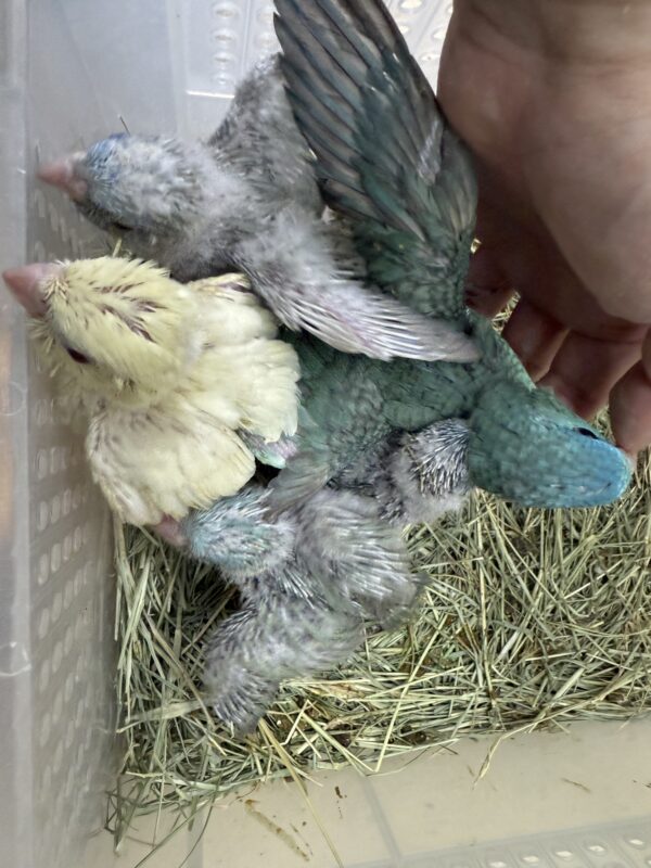 サザナミインコ手のりヒナと性別判断済若親20250626