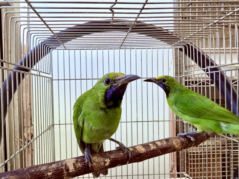 【超希少】キビタイコノハドリ若ペア20251225